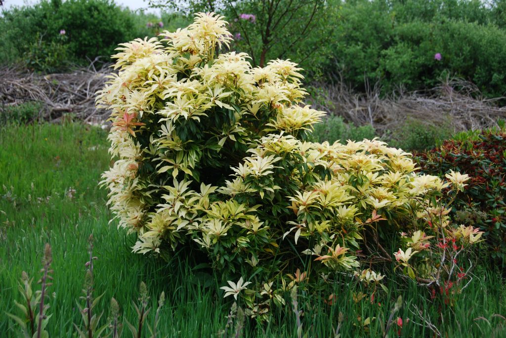 Still more Scottish flora (??)